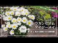 PW レウカンセマム育て方 by ともHOMEさん