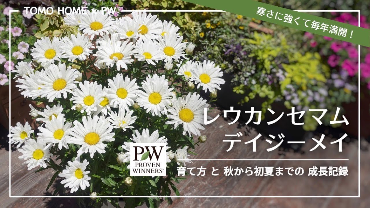 レウカンセマム ミルキーウェイの育て方 Pwは植物の国際ブランド 花苗 シュラブ 低木 ペレニアル 宿根草 多年草 多肉植物 の育つよろこびをお届けします