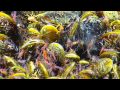 Life at Extremes: Biology of Brine Pools and Methane Seeps | Nautilus Live