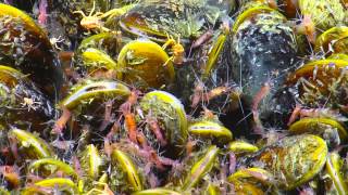 Life at Extremes: Biology of Brine Pools and Methane Seeps | Nautilus Live