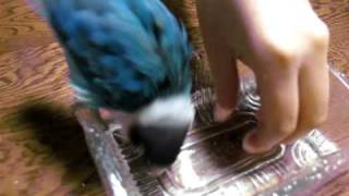 ボタンインコ　水浴び大成功!!!!!