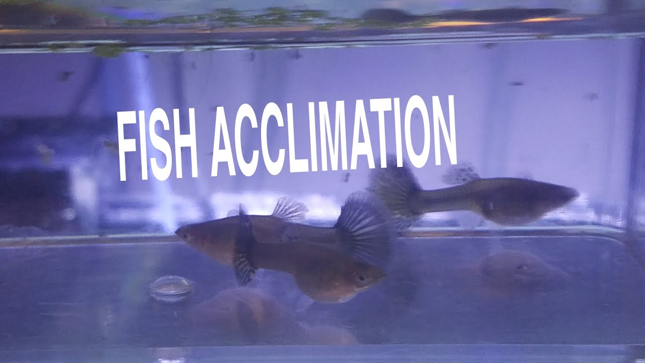 How to acclimate fish - YouTube