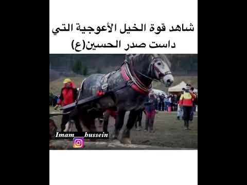 شاهد قوة الخيل الأعوجية التي داست صدر الحسين