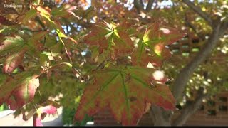 Fall color forecast