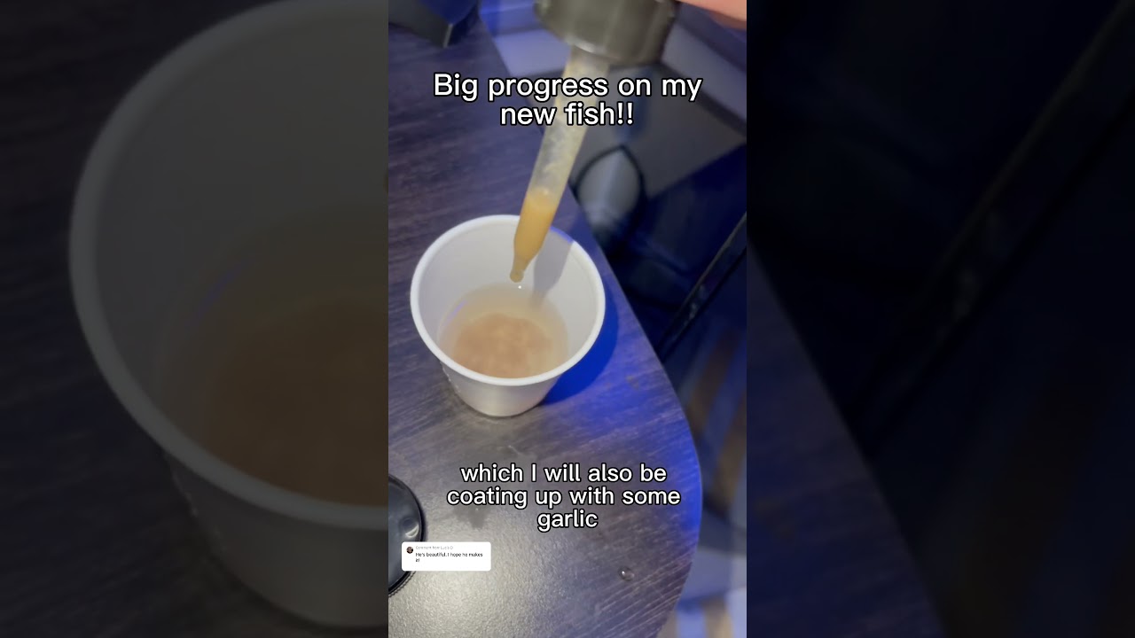 My new fish started eating!!