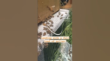 #honeybee arrives back at the #hive with a full load of #pollen!