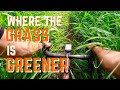 Where the grass is greener