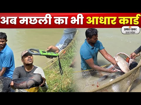 अब आधार कार्ड से होगी मछलियों की पहचान ।Prabhat Khabar