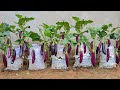 You must definitely know how to grow eggplant in this bag of soil. Fruit very large &amp; long