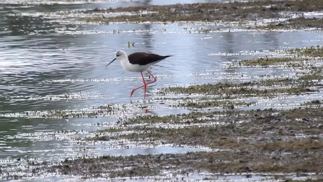 Black-winged Stilt (Burton Mere Wetlands 5th May 2023)