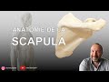 Anatomie de la scapula