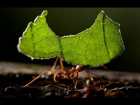 Video: Apakah contoh coevolution dalam biologi?