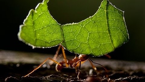 A Story of Co-Evolution