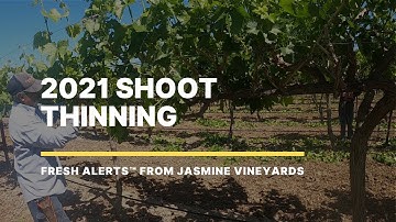 Shoot Thinning the Table Grape Vineyards