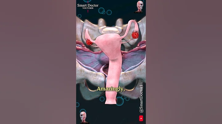 Uterus and Ovary | Captivating Pelvic Panorama ✨‍♀️