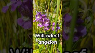 Willowleaf angelon plant #naturelovers #willowleef #herbs #gardening #srilanka  #shorts #foryou