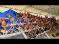 How to raise 2000 chickens with a 5mx15m coop on the hill  chicken farm