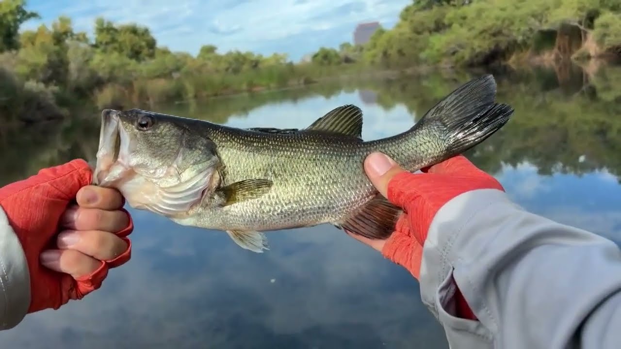 What Can You Actually Catch in the San Diego River?