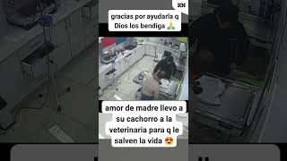 AMOR DE MADRE #parati #fypシ #dog #perros #shortvideo #video #viral