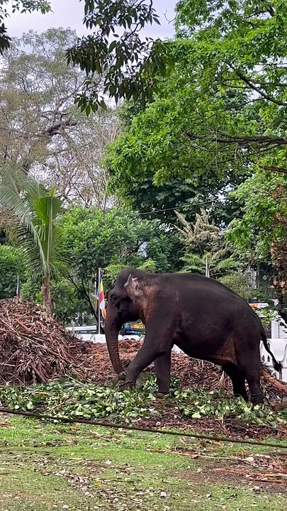 Elephant in Muthiyangana Temple #india #indonesia #travel #asia