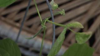 Container Gardening Season 1 - Week 6: Our First Beans Appear!