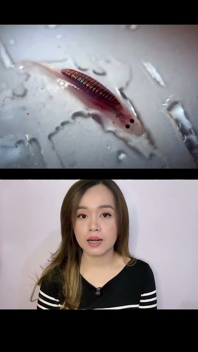 Ikan Candiru, sipemakan penis #shortvideo #shorts #short