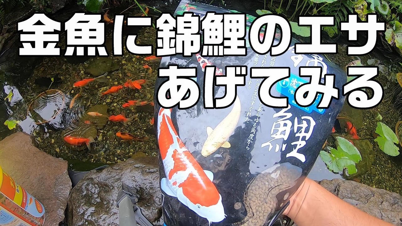 金魚に錦鯉のエサをあげると大きくなるのか 一番大きな金魚のサイズ測定 尾腐れ金魚治ってきた等 Youtube 金魚に錦鯉のエサをあげると大きくなるのか 一番大きな金魚のサイズ測定 尾腐れ金魚治ってきた等 Youtube