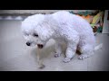 原因不明の嘔吐が続き一向に体調が良くならない犬