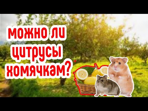 ❓можно ли ЛИМОН (АПЕЛЬСИН) хомяку?🍋|| можно ли ЦИТРУСОВЫЕ фрукты🍊/ что можно хоме?|| HOMUSYA LIFE