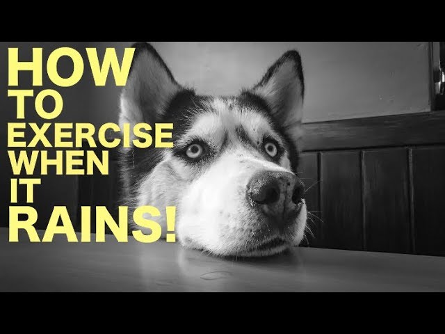 The BEST Siberian Husky Toys Under $10 