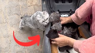Disabled mother cat and kittens, separated by illness. Will they remember each other at reunion?