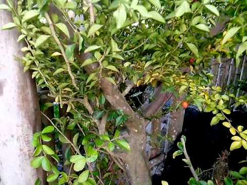 Video Bán cây kim quýt , nguyệt quế phôi bonsai - youtube