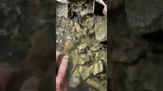 Find of a lifetime- BIG point #artifacts #nature #creek  #indianartifacts