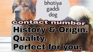 bhatiya dog Himalayan mastiff Gaddi dog Gaddi dog puppy  in india Tibetan mastiff? uttarakhand wale