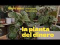 Planta del dinero-propago y paso a tierra-hiedra sueca