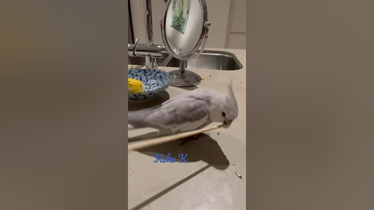 Cockatiel loves playing with stick.loves throwing things off the bench