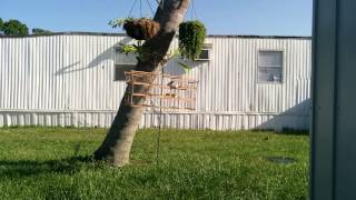 Azulejo Reinando Y Cantando Nice.