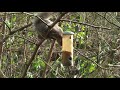 squirrel hogging bird feeder