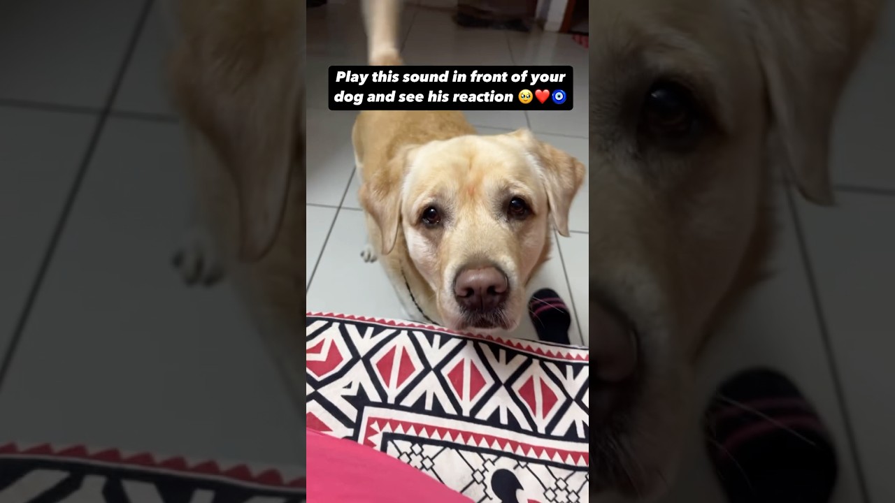 Cute Reaction☺️😍 