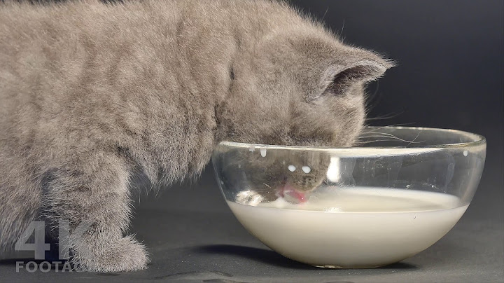 Watch the video about British Shorthair Lilac kitten drinking milk from bowl 5 weeks old - 4K