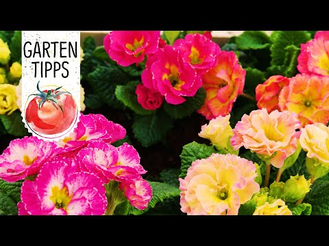 Video: Sorten Und Arten Von Primeln (44 Fotos): Viale Und Japanese, Polyanthus Und Malakoids, Auricula Und Andere Blumensorten, Insbesondere Die Sorten 