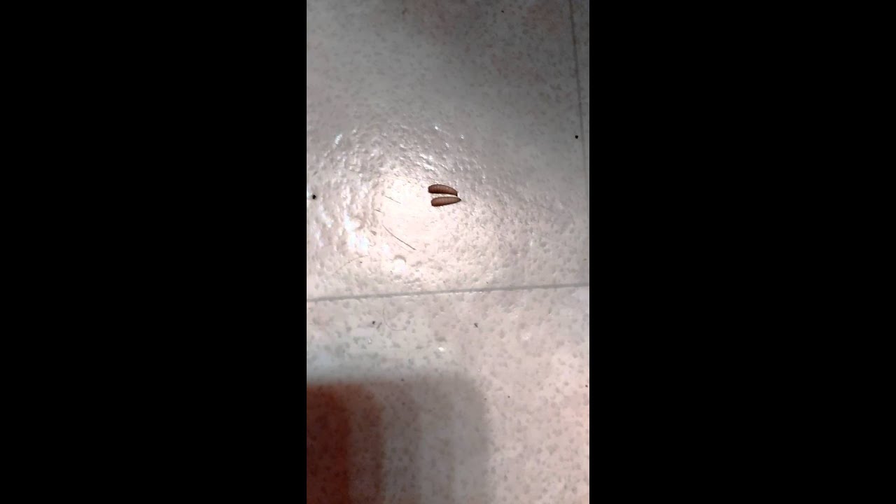 Some Type Of Larvae Falling From My Bathroom Ceiling Youtube