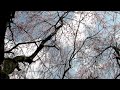 吉野水分神社の枝垂れ桜