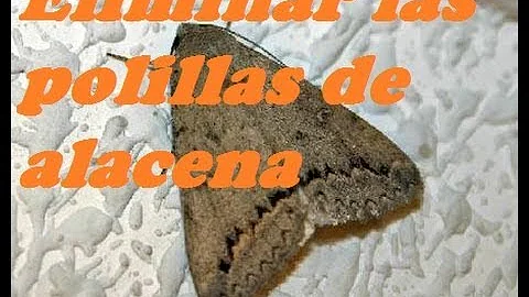 Como acabar com a borboletinha do arroz?