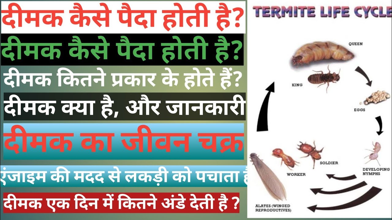 दीमक के बारे मे जानकारी, dimag full information, जीवन चक्र , दीमक के प्रकार