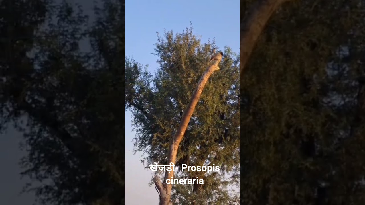 Rajasthan State tree - Prosopis cineraria (khejri)