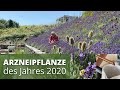 Arzneipflanze des Jahres - Lavendel