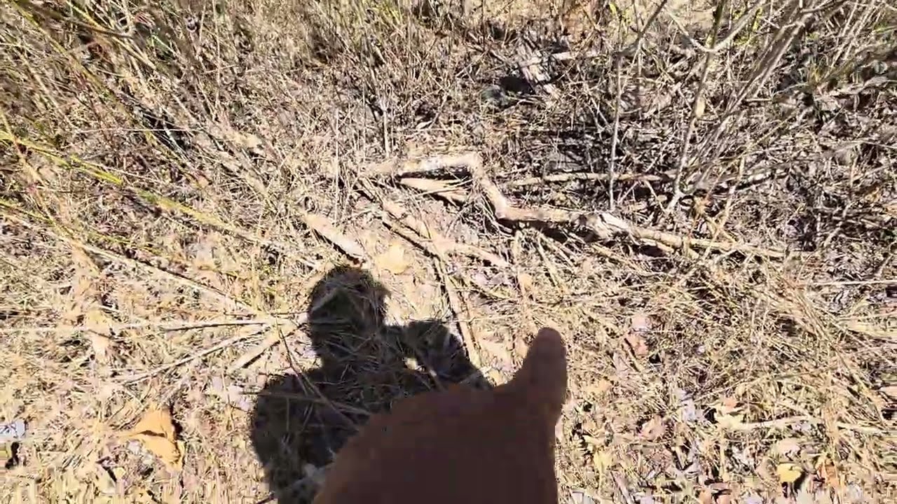 CREO QUE UNA CASCABEL ESTUVO A CENTIMETROS DE MI..