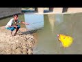 Fishing Video || It is normal to get fish in any water body in the village if you use the right food