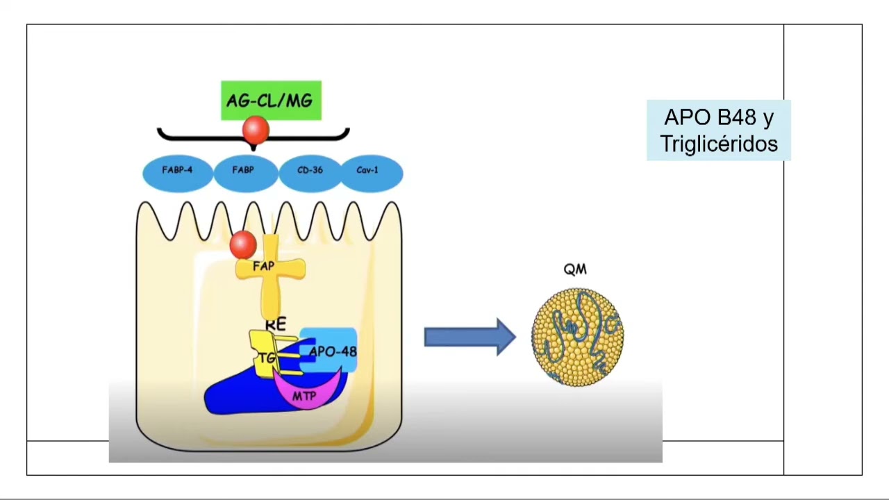 XXII CONGRESO SPMI SALA A 20/10/22 11:30 12:30
